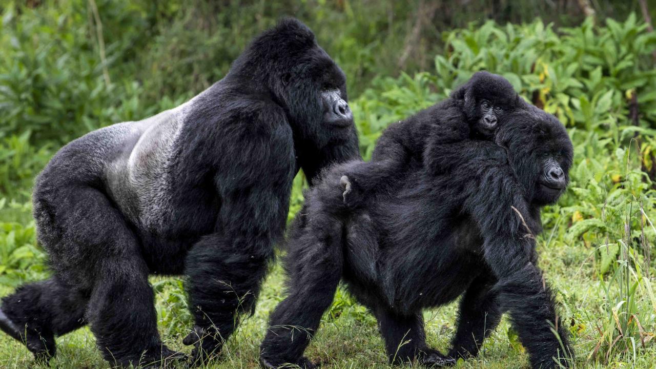Study Predicts Poor Survival Rates if Ebola Infects Endangered Mountain Gorillas School of
